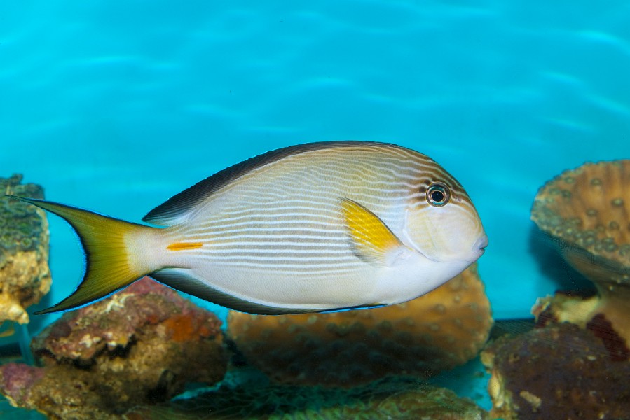 Sohal Surgeonfish Tang  (Acanthurus sohal) in Aquarium